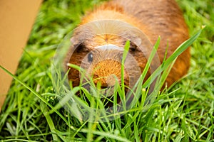 Guinea pig on natural background