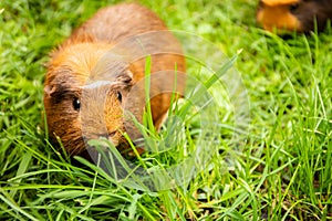 Guinea pig on natural background