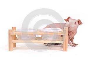 Guinea Pig near Bowl Stand