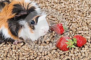 Guinea pig near strawberries