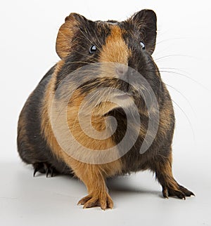 Guinea pig over white photo