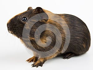 Guinea pig over white