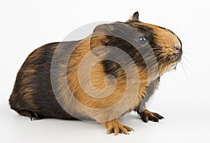 Guinea pig over white