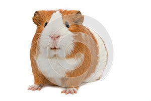 Guinea pig over white background