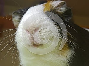 The guinea pig pet