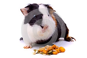 Guinea pig, pet animal isolated on white