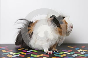 Guinea pig isolated on white