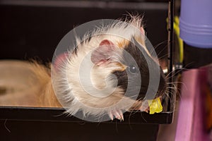 Guinea pig pet eating