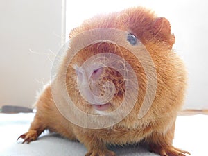 Guinea pig pet on his blanket