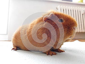 Guinea pig pet on his blanket