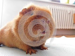 Guinea pig pet on his blanket