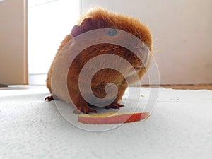 Guinea pig pet on his blanket