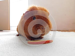 Guinea pig pet on his blanket