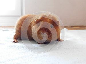 Guinea pig pet in his home