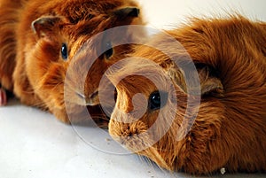 Guinea Pig Pets photo