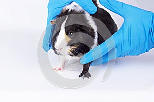 Guinea Pig Picked Up For Testing