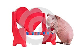 Guinea pig playing with a bench