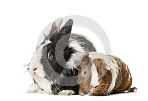 Guinea pig and rabbit sitting against white background