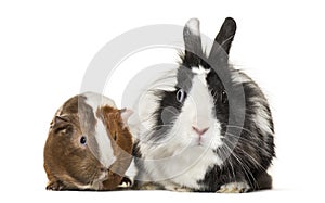 Guinea pig and rabbit together sitting against white background