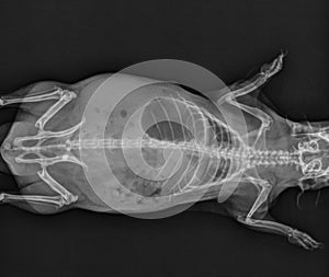 Guinea Pig X Ray Abdomen and Thorax Radiograph