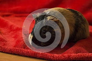 Guinea pig on red blanket