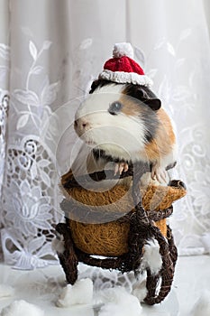 Guinea pig in red hat