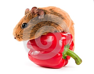 The guinea pig and a red pepper