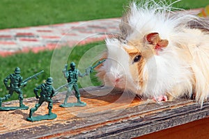 Guinea pig resists to toy soldier