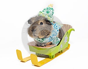 Guinea pig rides on a sled in a knitted hat