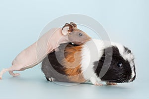 Guinea pig rodent domestic animal