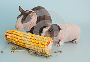 Guinea pig rodent domestic animal