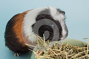 Guinea pig rodent domestic animal