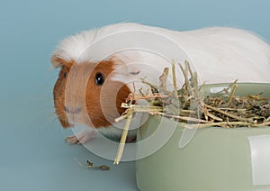 Guinea pig rodent domestic animal