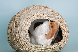 Guinea pig rodent domestic animal