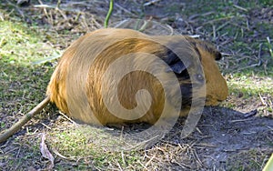 Guinea pig rodent mammal wool moustaches