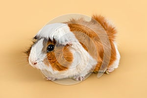 Guinea pig rosette on a beige background. cute rodent guinea pig on colored background