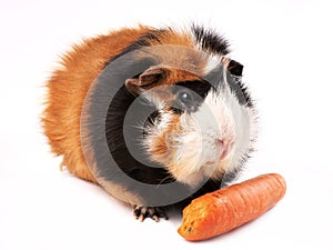 Guinea pig, rosette Cavia porcellus