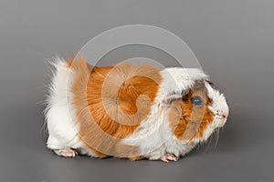 Guinea pig rosette on a gray background. cute rodent guinea pig on colored background