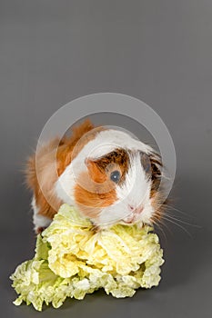 Guinea pig rosette on a gray background. Fluffy rodent guinea pi