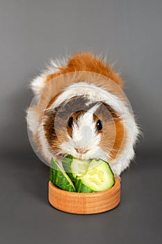 Guinea pig rosette on a gray background. Fluffy rodent guinea pig eating a cucumber on colored background