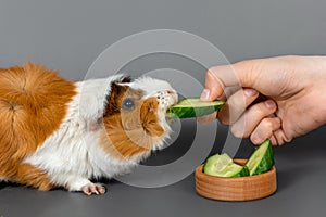 Guinea pig rosette on a gray background. Fluffy rodent guinea pig eating a cucumber from a woman`s hand on colored background