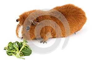 Guinea pig with salad