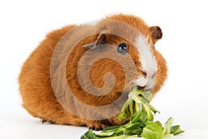 Guinea pig with salad