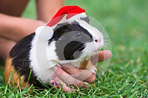 Guinea pig with santa clous hat on green grass. Christmas celebration concept