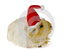 Guinea pig in santa's hat isolated