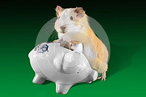 Guinea pig saving money in piggy money box