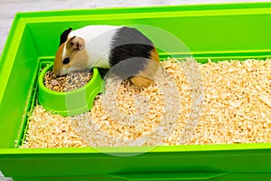 Guinea pig on sawdust bed in a green box. Pets.