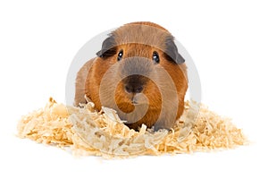 Guinea pig on sawdust on white