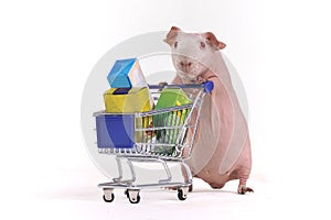 Guinea Pig Shopper