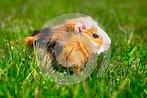 The guinea pig sits on the grass in the garden